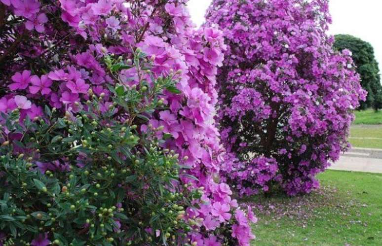 12- O Manacá da Serra podado como arbusto pode formar maciço ou compor o visual com outras plantas. Fonte: Mundo Real – Notícias com relevância!