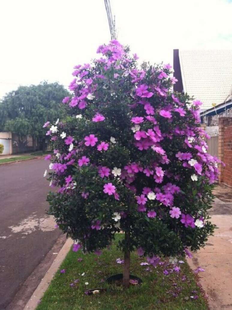 13- O Manacá da Serra foi plantado na calçada como arbusto e valoriza a fachada da residência. Fonte: Pinterest