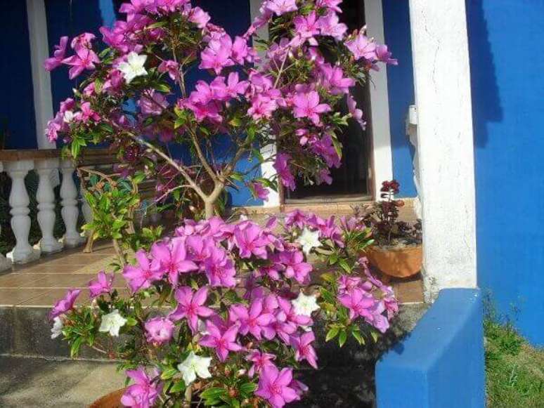 15- As flores do Manacá da Serra nascem brancas, ficam rosadas e morrem roxas. Fonte: Sítio da Mata