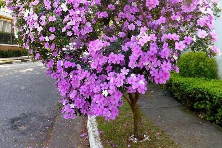 24- As flores da árvore Manacá da Serra tem cinco pétalas. Fonte: Viveiro – Imperium