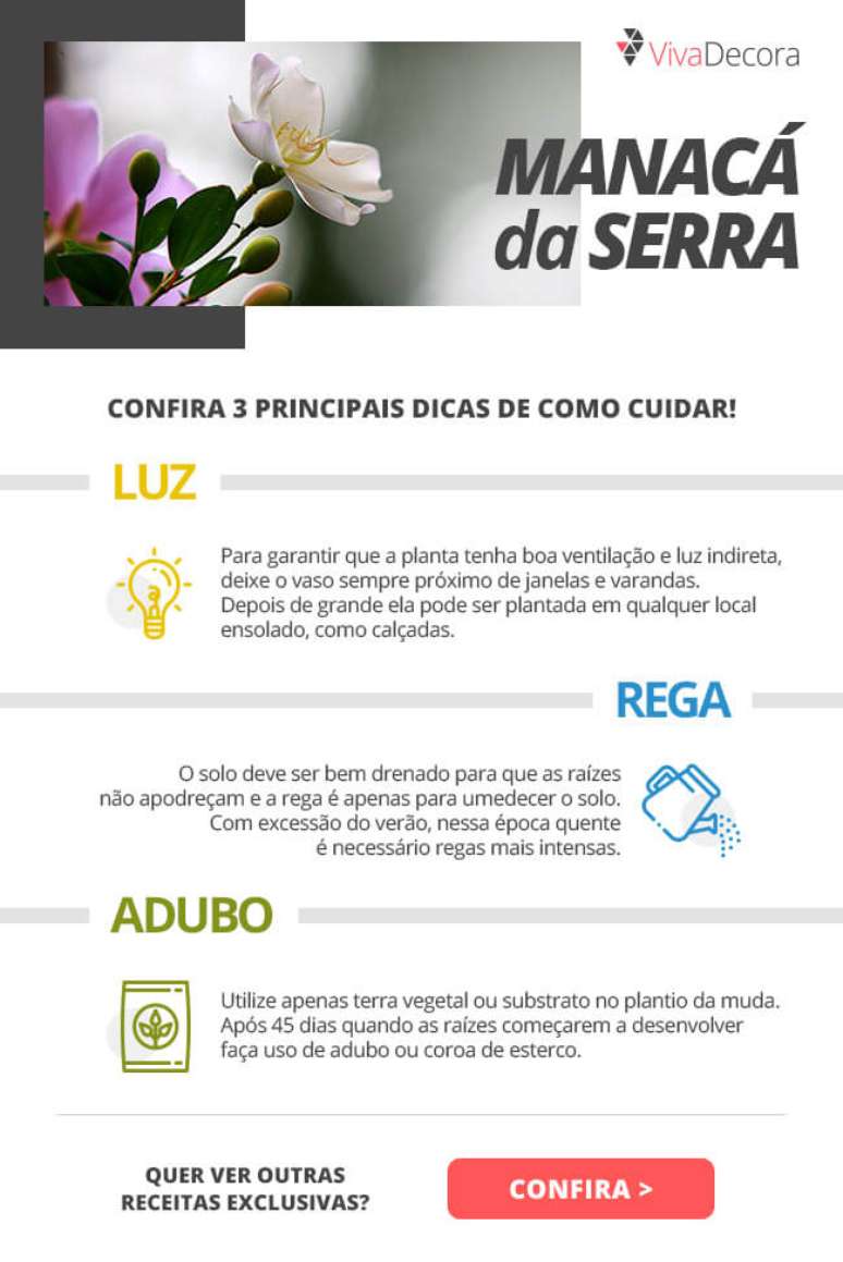 Infográfico – Manacá da serra