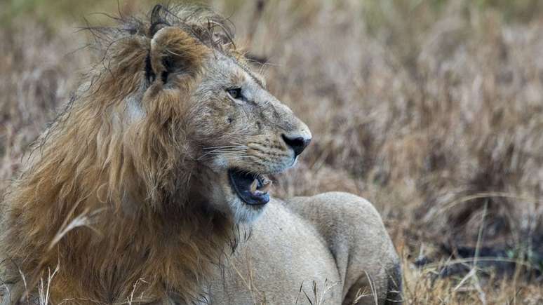 Há cerca de 2 mil leões no Parque Nacional Kruger