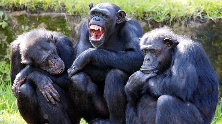 A atividade humana está ameaçando a riqueza cultural dos chimpanzés