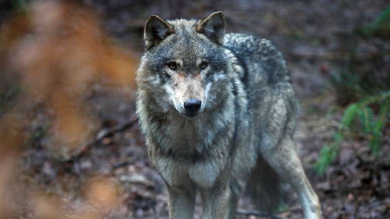 Este lobo foi fotografado em um parque na Alemanha. Mas lobos alemães selvagens atravessaram a fronteira para a Holanda