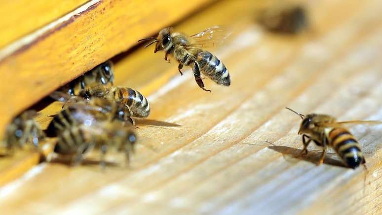Médico afirma que casos semelhantes com abelhas ainda não haviam sido registrados na ilha