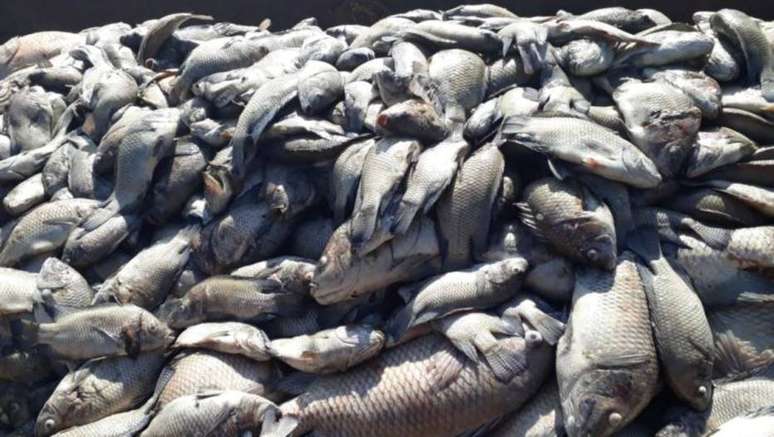 Ao menos 40 toneladas de peixes morreram após mudança na cor da água do Rio Tietê, em Sales, interior de São Paulo
