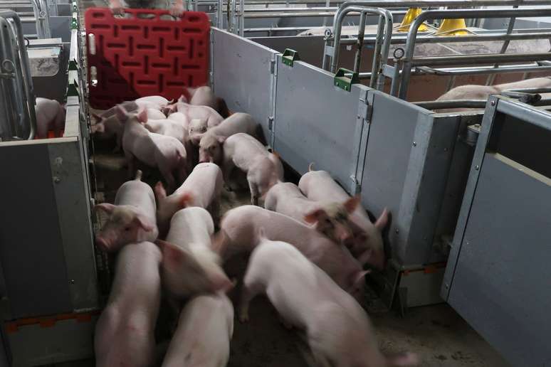 Criação de porcos em Guangxi, China
21/03/2018
REUTERS/Dominique Patton