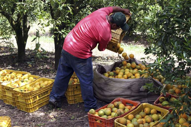 Agricultor separa laranjas ap&oacute;s colheita em Limeira (SP)
12/01/2012
REUTERS/Paulo Whitaker