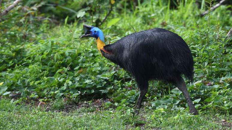 O casuar é originário da Austrália e da Papua Nova-Guiné e está entre as maiores espécies de aves do mundo