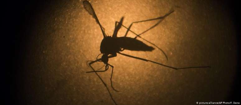 Brasil teve 8.680 diagnósticos de zika em 2018. Mosquito Aedes aegypti é um dos transmissores do vírus