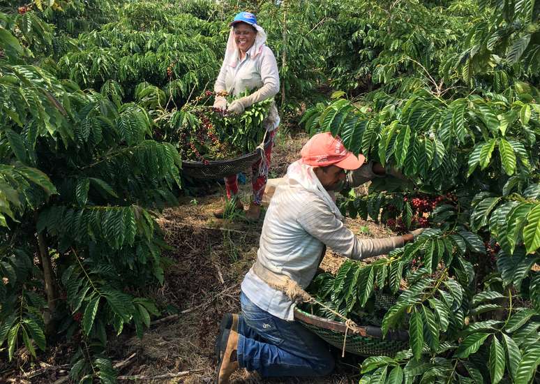Agricultores colhem caf&eacute; em S&atilde;o Gabriel da Palha (ES)
02/05/2018
REUTERS/Jos&eacute; Roberto Gomes