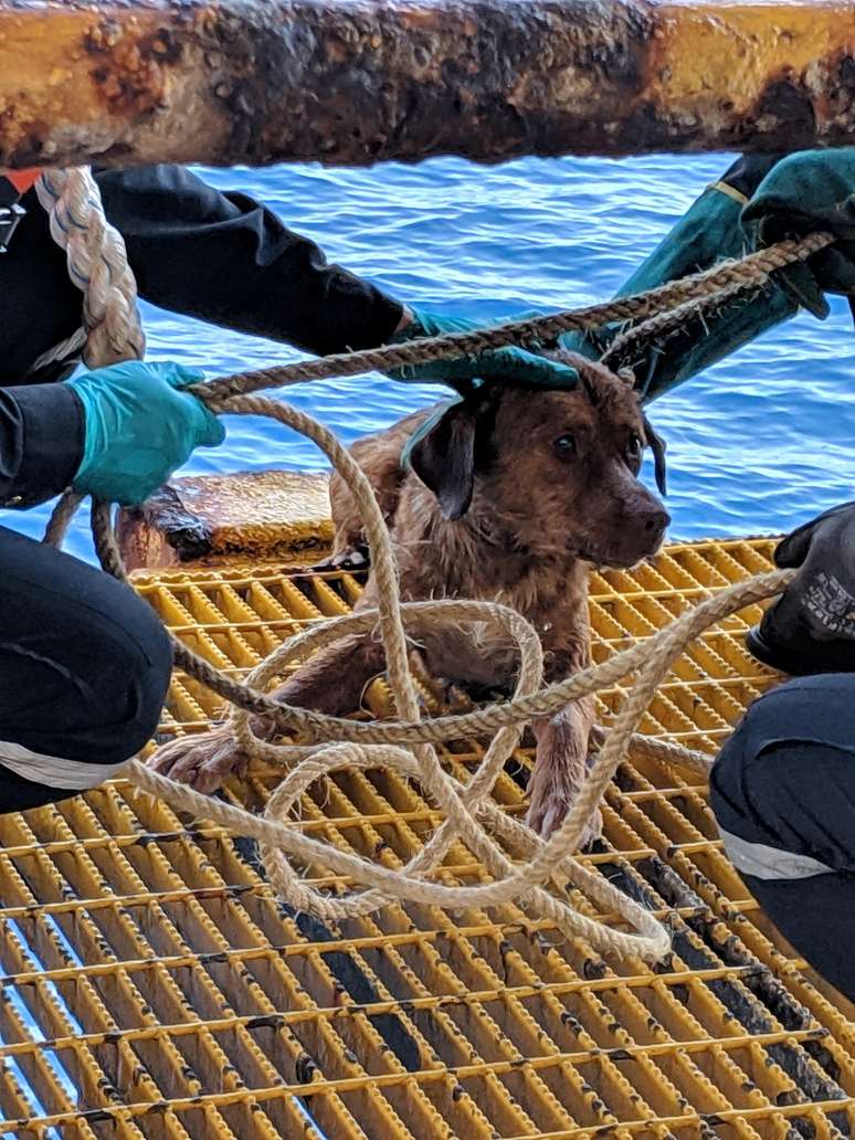 Cachorro molhado sobre a plataforma de petróleo da Chevron após nadar mais de 220 quilômetros.