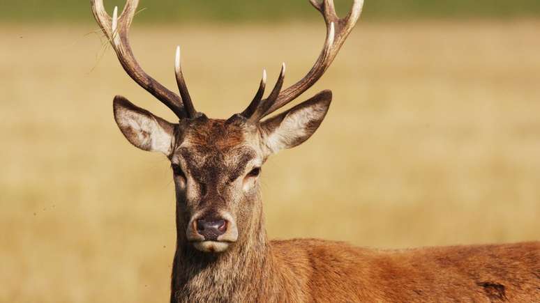 Animal, que era criado pelo casal há seis anos, foi sacrificado (foto ilustrativa)