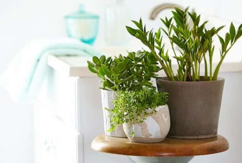6- O vaso de planta para banheiro pode ser colocada sobre banqueta ou bancada. Fonte: P&G EveryDay