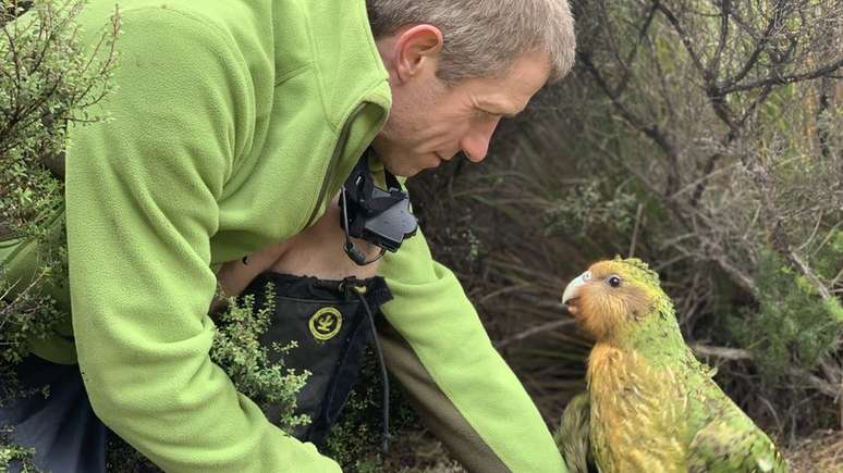 Objetivo é que população de kakapos chegue a 500 espécimes; hoje existem apenas 147 aves adultas