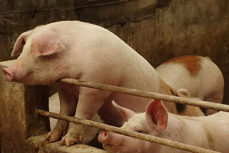 Porcos em fazenda chinesa
17/01/2019
REUTERS/Ryan Woo