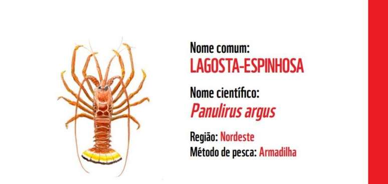 Consumo de lagosta recebeu 'sinal vermelho'