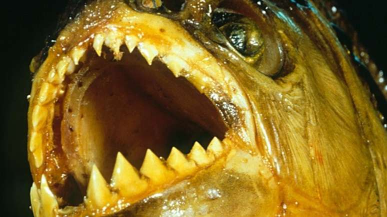 A piranha-preta tem a mordida mais poderosa entre os peixes ósseos