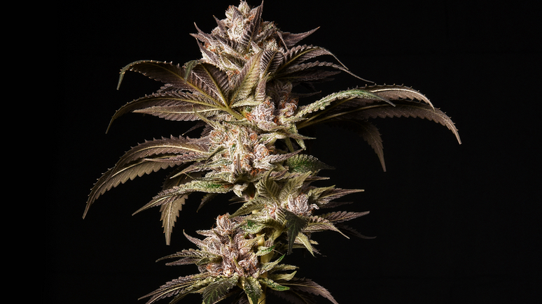 No Brasil, Bamf chegou a plantar 400 p&eacute;s de maconha no quintal de sua casa em Belo Horizonte