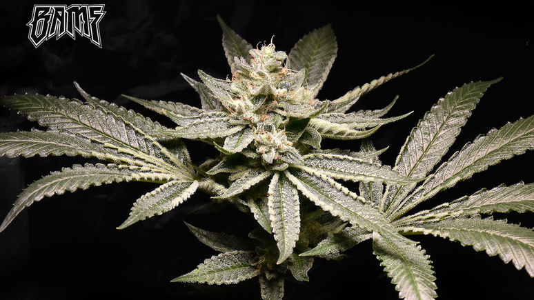 Harold comprou um terreno de 2 hectares para plantar maconha rica em CBD, usada para a produ&ccedil;&atilde;o de rem&eacute;dios