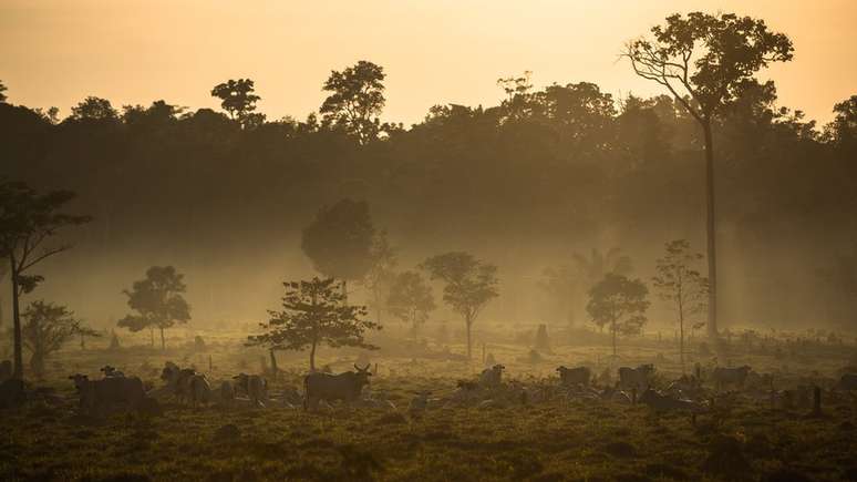 Em Mato Grosso, floresta amazônica dá lugar a pastagens