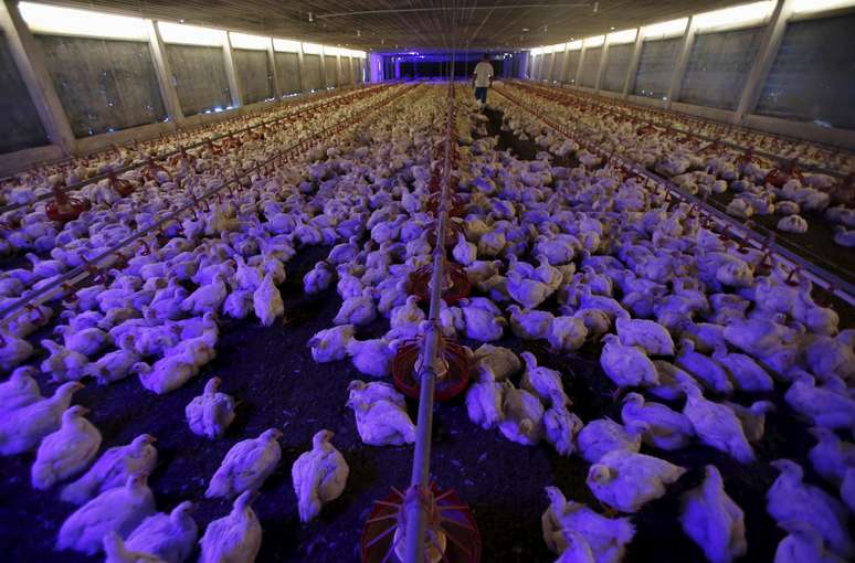 Cria&ccedil;&atilde;o de aves em Yong Peng, Mal&aacute;sia 
16/04/2015
REUTERS/Edgar Su