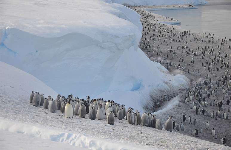 Os pinguins-imperadores precisam de uma plataforma de mar congelado estável para viver