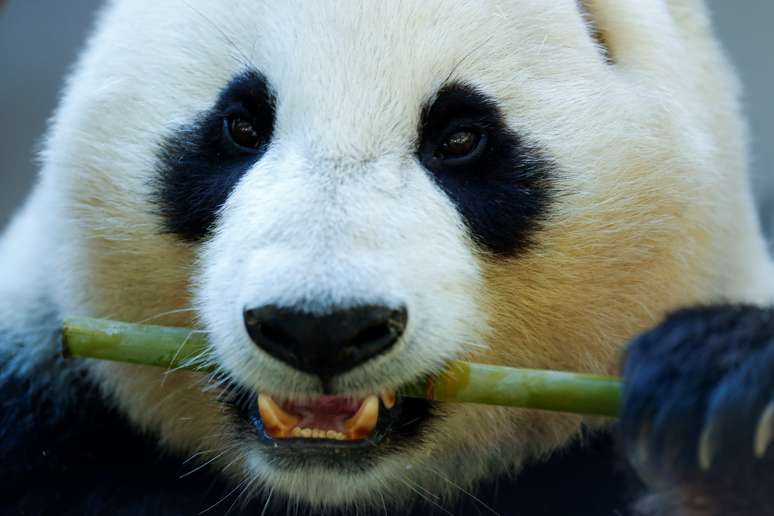 Panda macho Xiao Liwu come bambu em San Diego, Calif&oacute;rnia 18/4/2019  REUTERS/Mike Blake