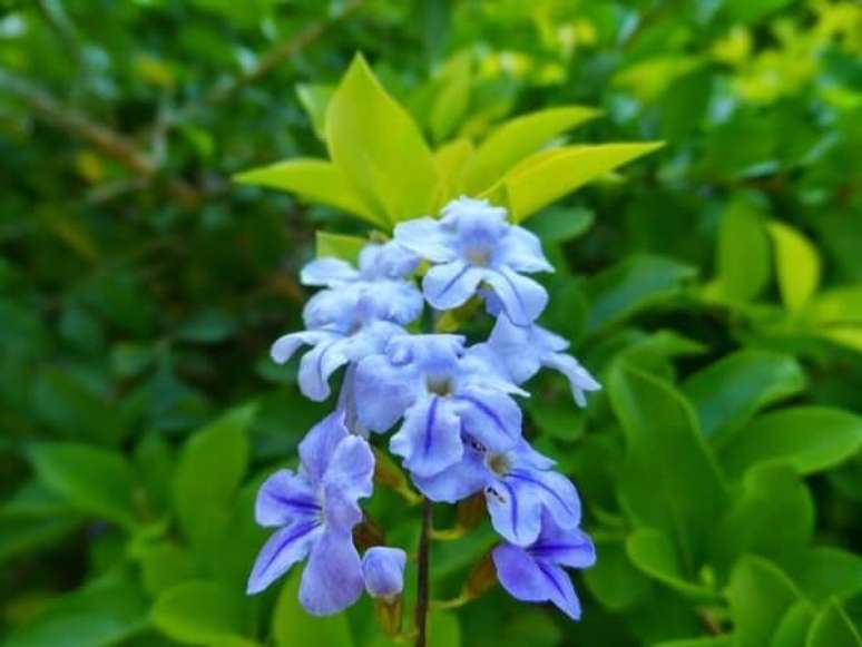 2- A planta pingo de ouro tem flores pequenas e delicadas. Fonte: Sitio da Mata
