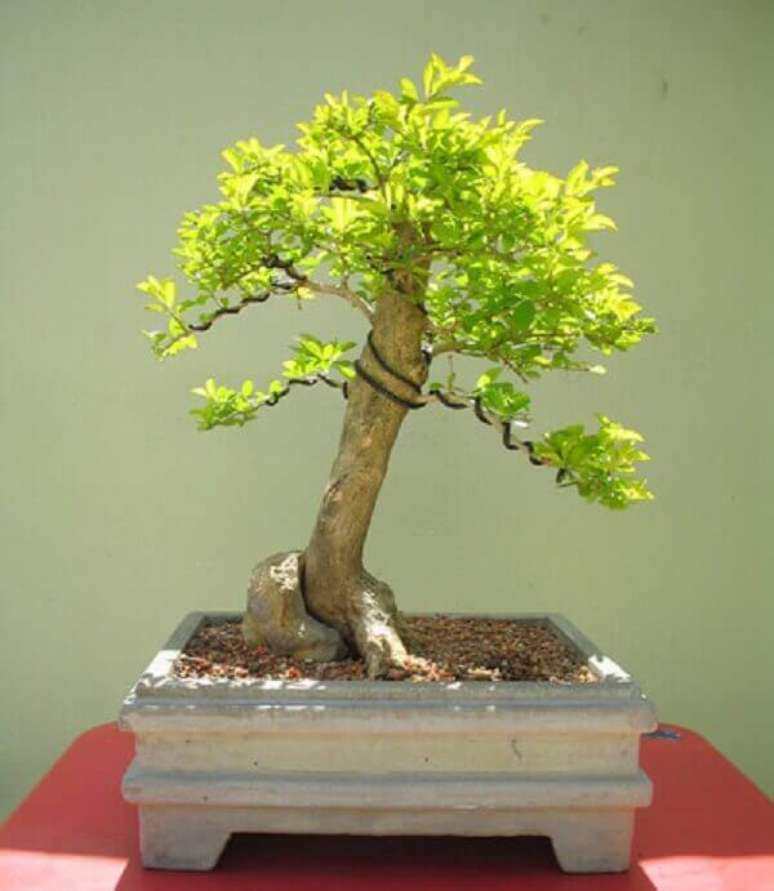 7- O bonsai pingo de ouro precisa receber luz natural durante o período do dia. Fonte: Pinterest