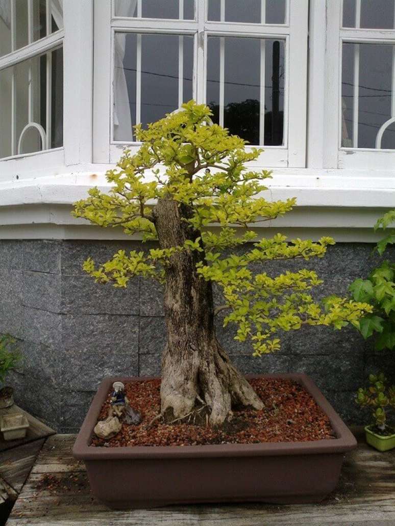 24- O bonsai pingo de ouro foi cultivado a partir da muda adulta da planta. Fonte: Ricardo Paiva