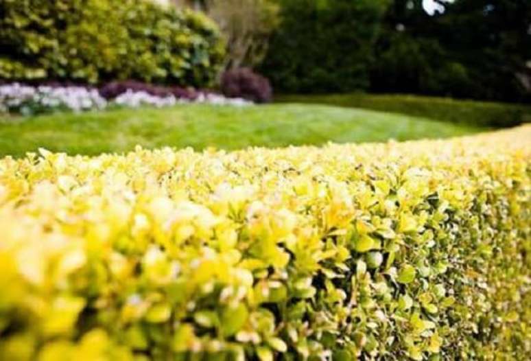 25- A cor da planta pingo de ouro cria um contraste com o verde escuro no paisagismo. Fonte: ABC das Coisas / Youtube