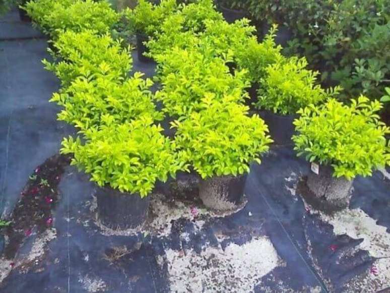 26- A planta pingo de ouro pode usar estacas para formar mudas. Fonte: ConstruindoDecor