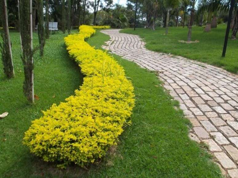 28- A planta pingo de ouro cria efeitos coloridos no jardim. Fonte: Terracota Jardinagem