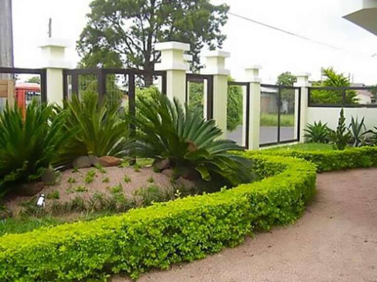 1- A planta pingo de ouro é muito utilizada no paisagismo de residências. Fonte: Constance Zahn