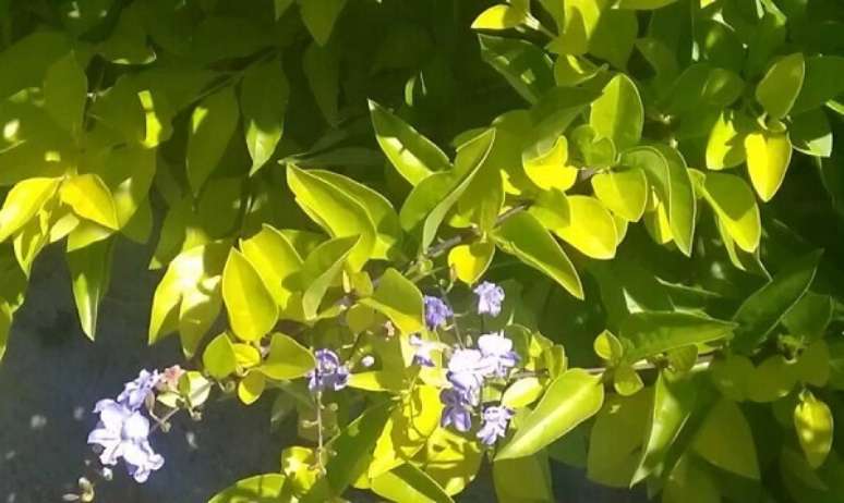14- A planta pingo de ouro necessita de pleno sol para o desenvolvimento. Fonte: Hoje São Paulo