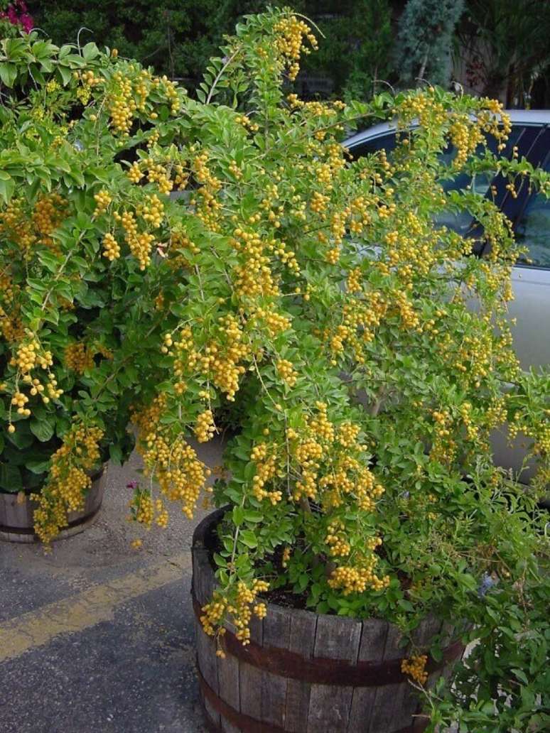 15- O fruto da planta pingo de ouro surge no outono. Fonte: Pinterest
