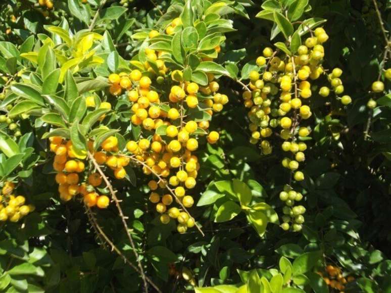 16- O fruto da planta pingo de ouro tem formato arredondado e sua cor é dourada. Fonte: Cultura Mix