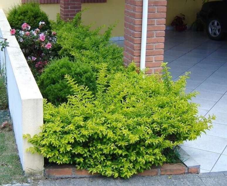 17 – A planta pingo de ouro é de origem mexicana. Fonte: Jardinagem WordPress