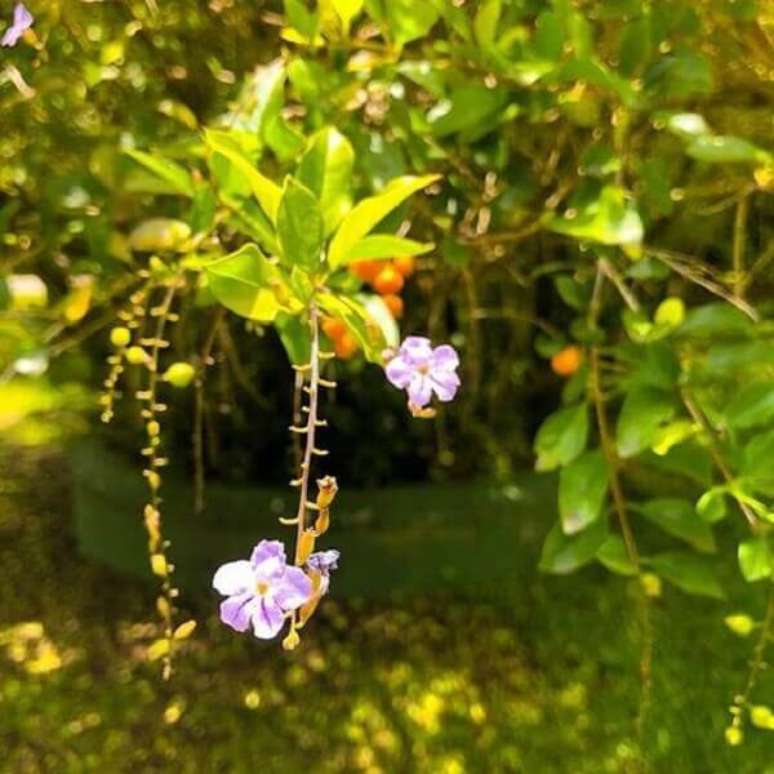 33- A planta pingo de ouro é ornamental e ideal para jardins de todos os tamanhos. Fonte: Pinterest