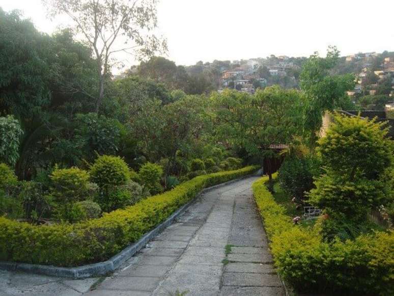 4- A planta pingo de ouro (Duranta erecta) &eacute; muito utilizada para bordadura de canteiro. Fonte: Pingo D&rsquo;ouro