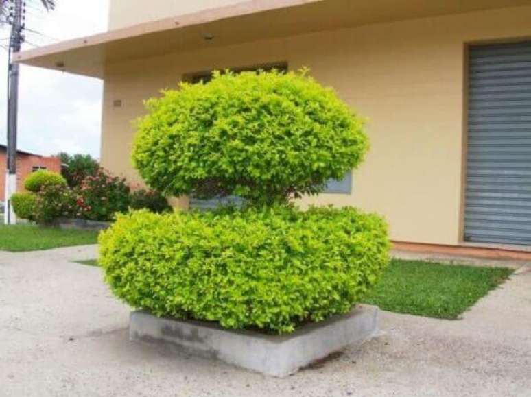 34- A planta pingo de ouro &eacute; &oacute;tima para fazer topiaria. Fonte: Engeplus