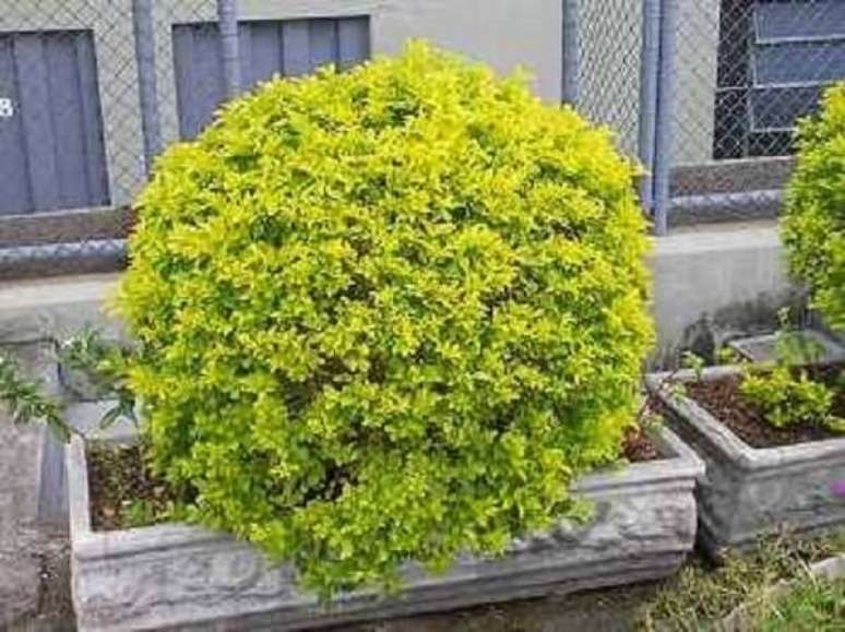 35- A planta pingo de ouro é muito utilizada para fazer topiaria em jardins grandes e pequenos. Fonte: Alternativa Rural
