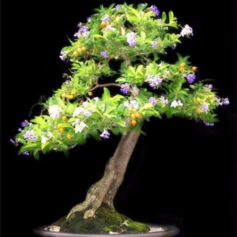 6- O bonsai pingo de ouro exige dedicação e atenção. Fonte: Mercado Livre