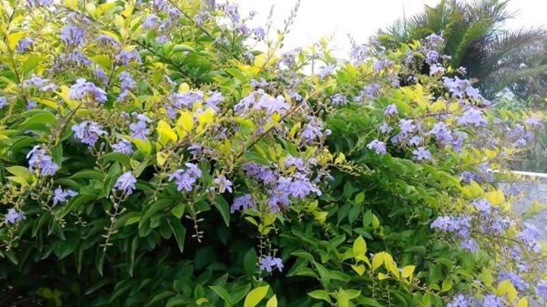 21- A flor da planta pingo de ouro tem a tonalidade arroxeada. Fonte: Pinterest