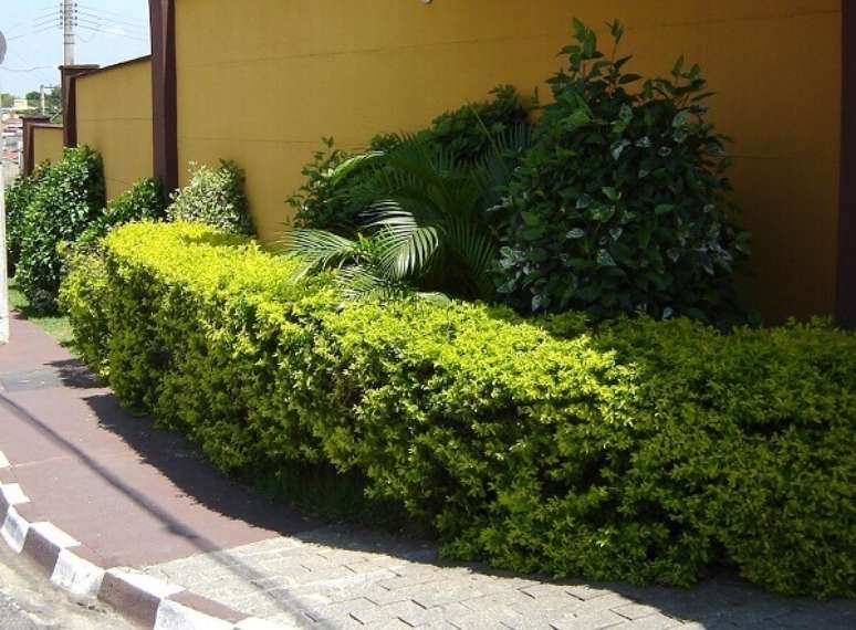 23- A planta pingo de ouro pode ser colocada em canteiros na calçada. Fonte: Sitio da Mata