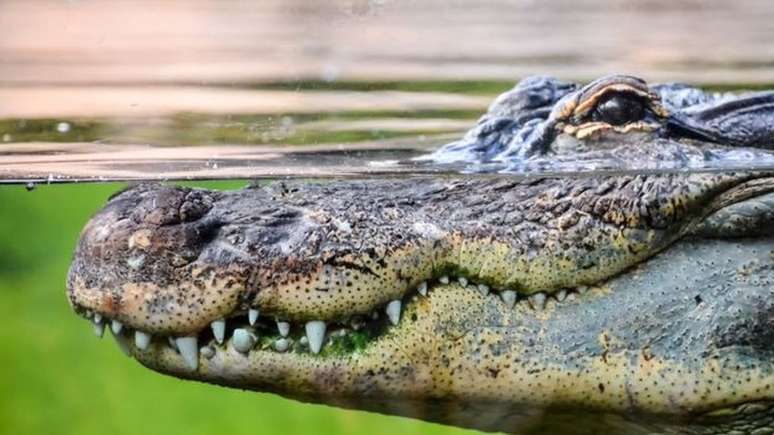 Mulheres do Antigo Egito usavam fezes de de crocodilo e leite azedo na vagina