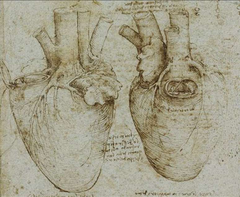 Desenhos anat&ocirc;micos de Da Vinci eram de grande precis&atilde;o