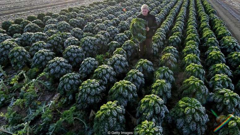 O número de plantações de kale em países como os Estados Unidos disparou nos últimos anos