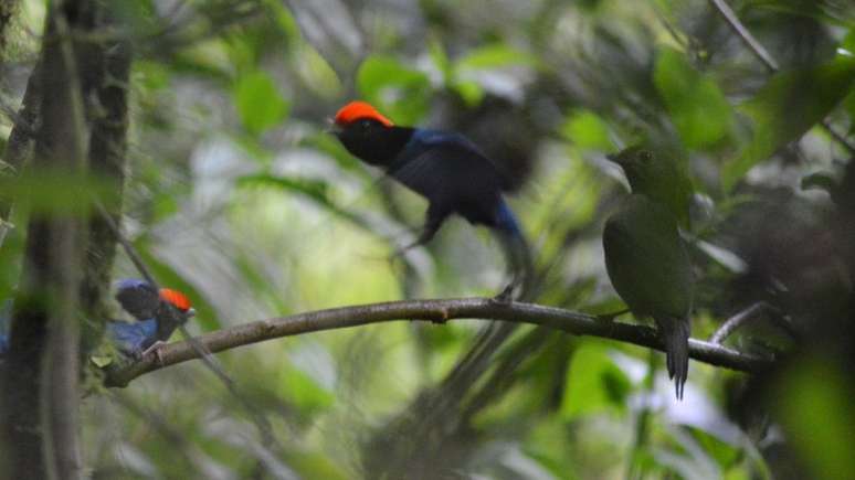Cena do ato final da dan&ccedil;a dos tangar&aacute;s machos para uma f&ecirc;mea: o macho alfa executa um movimento r&aacute;pido de frente e de costas